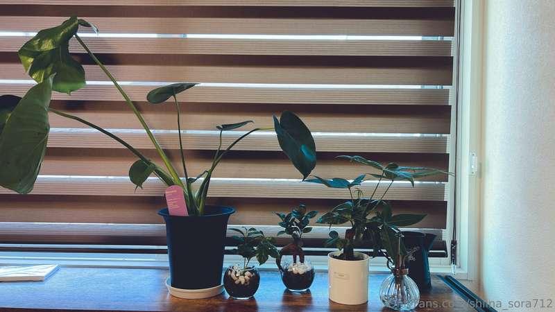 While I was in the hospital, the coffee tree withered, so I ..