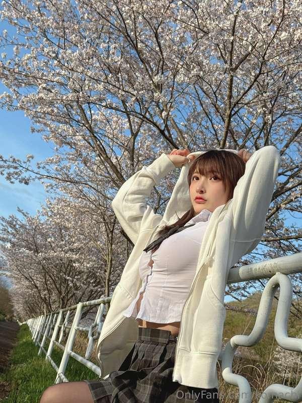 sakura days