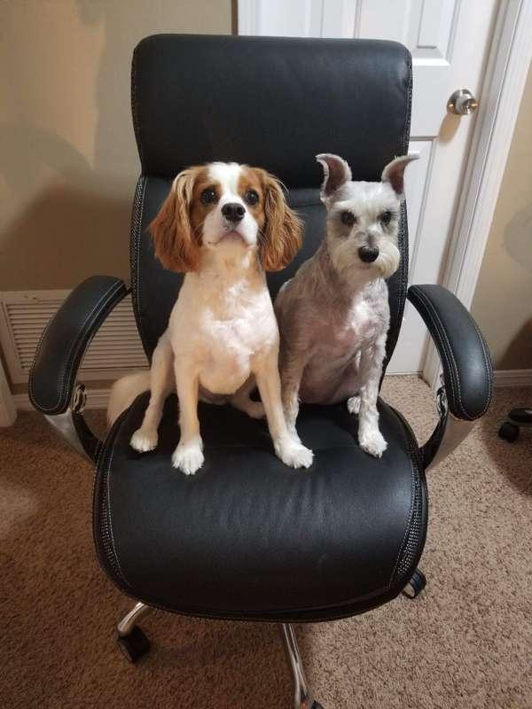 Butt chair achieved