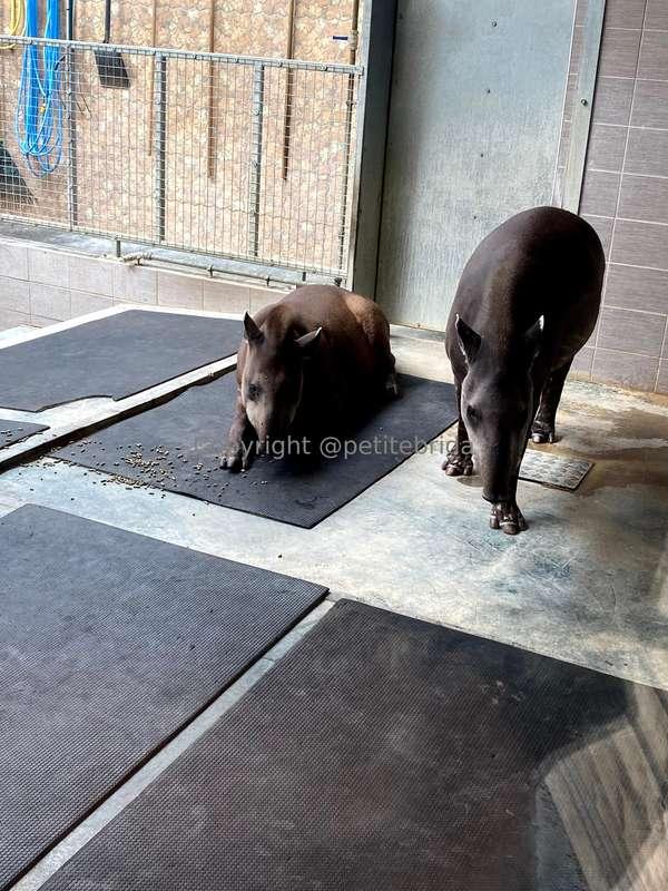 freepetitebrida image #2