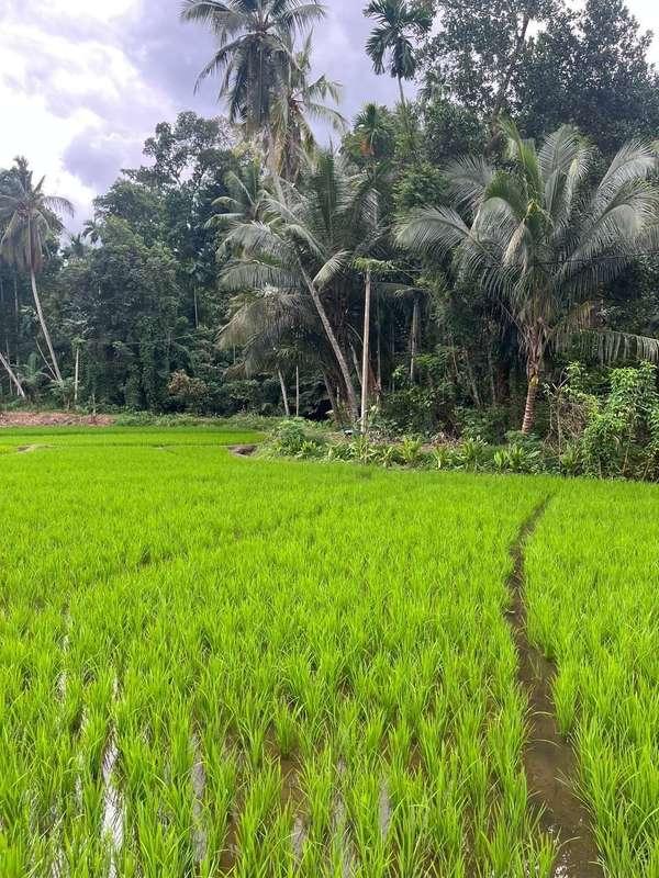 tbh  i really liked sri lanka :D
despite the unsanitary conditions, heat and other troubles 
oh i have never been to countries with a tropical climate, lots of animals, birds... literally right in front of me stood a peacock in a rice field :0
they literally run up to you and are not afraid of anything, one monkey even tried to take my hat off :d