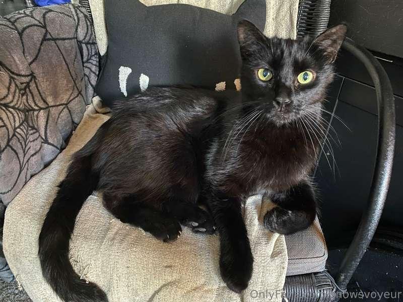 RIP to my lovely kitty

My friends,
I very much apologize fo..
