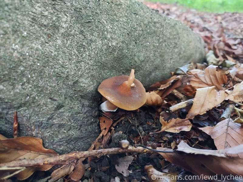 Some real shroomie boiis