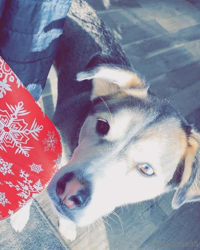 My heart is broken, I had to put my first dog down. She was ..