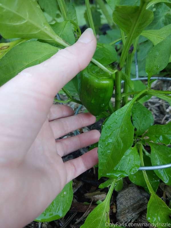 Produce update I have peppers ☺