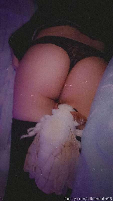 silkiemoth95 image #1