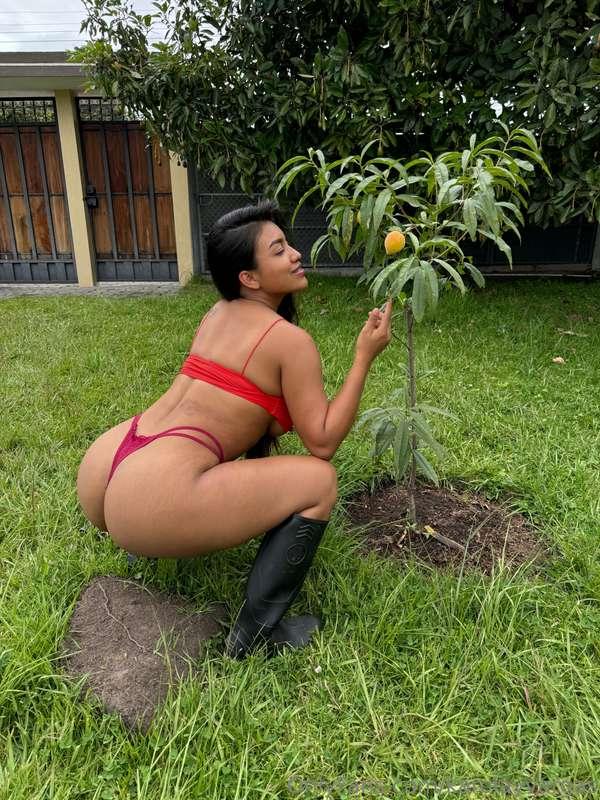 Jaja este árbol de durazno lo sembré desnuda en mi patio🤣🍑💦