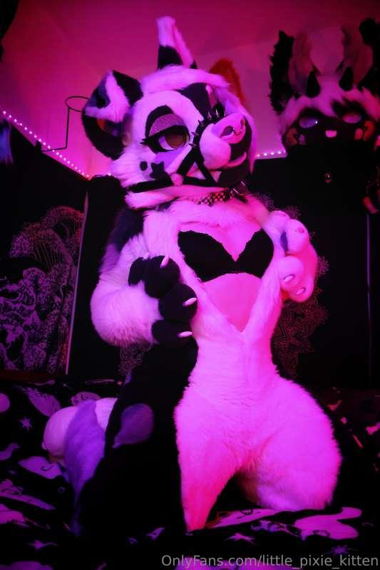 little_pixie_kitten image #4