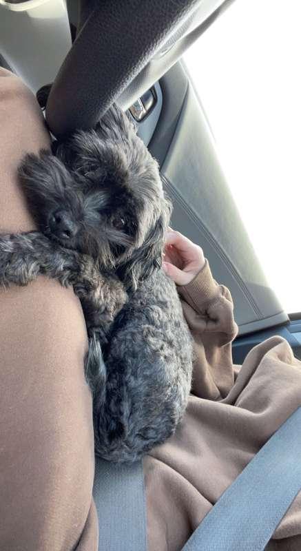 Pics of my dog