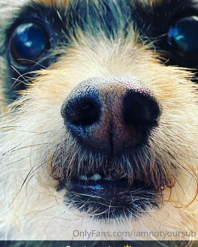 iamnotyoursub.free image #1