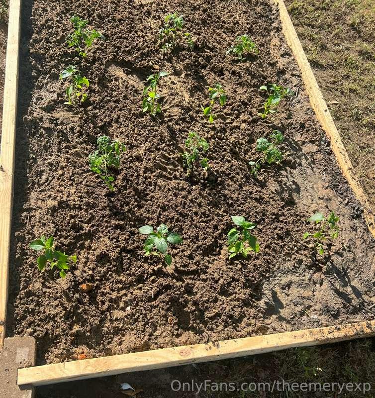 Look at how much these Tomato plants have grown already! 😁