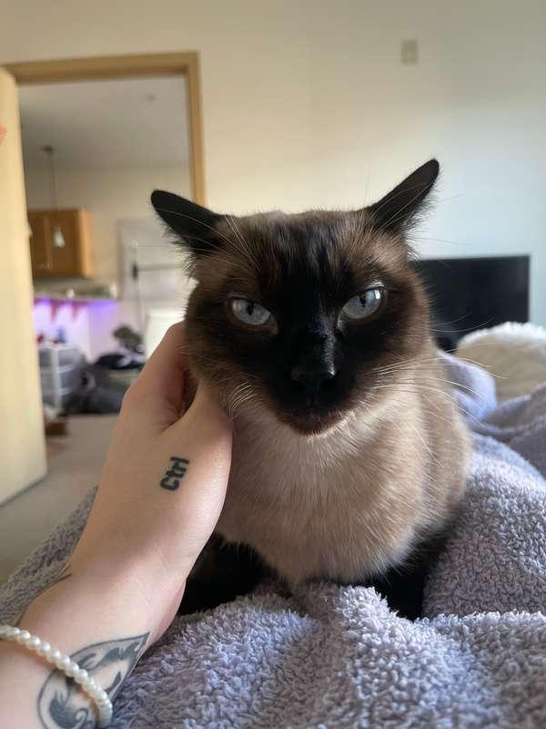 who wants to pet my kitty 😏🤭