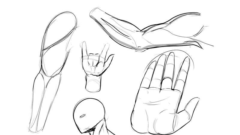 More muscle sketches