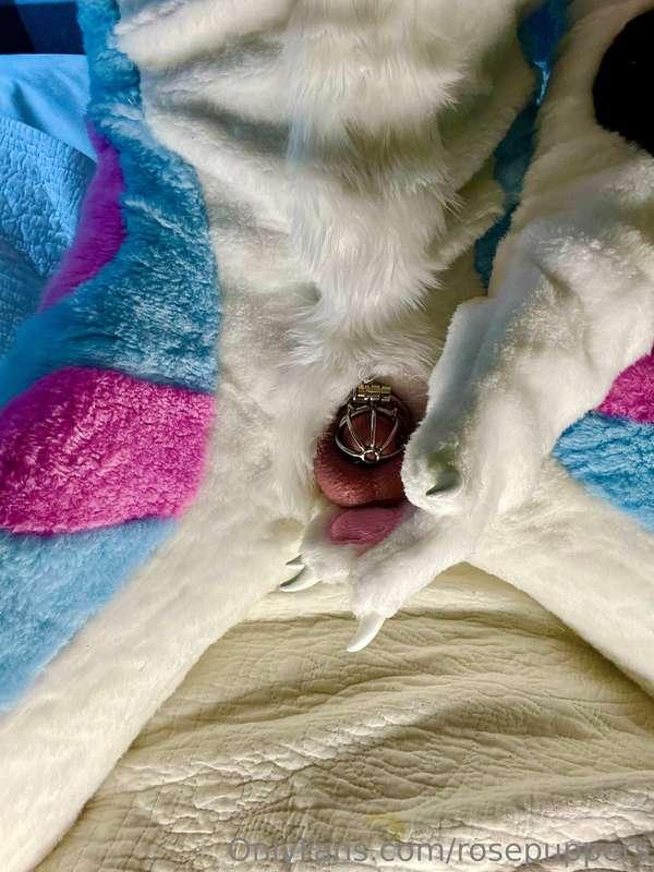 rosepuppers image #0