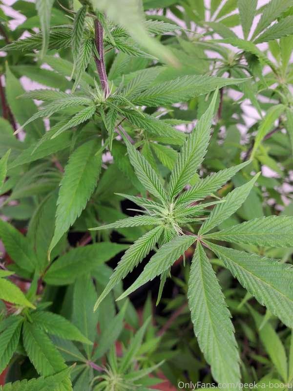 DIY home stimulus package 🌱🪴🌲 
Follow me for more recipes 🤣