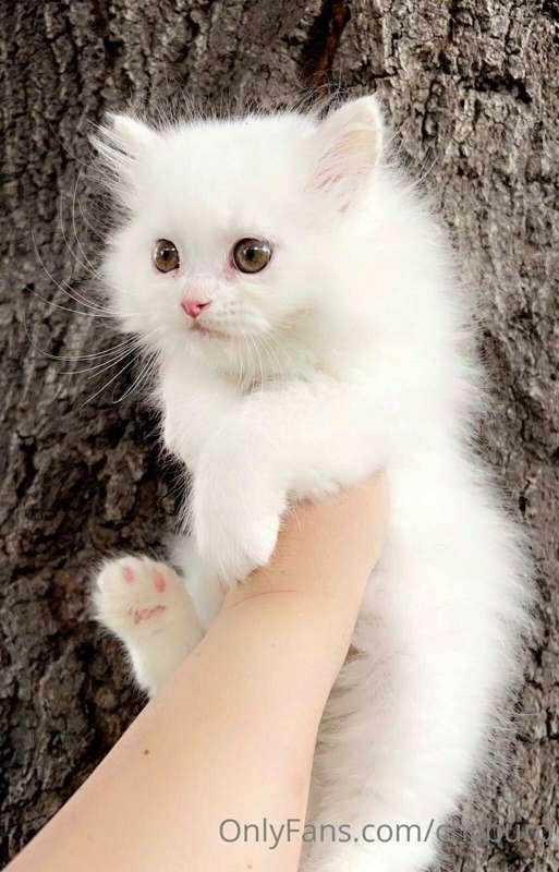 look at her wittle face 😻 i think her name is Mochi, but i'm..