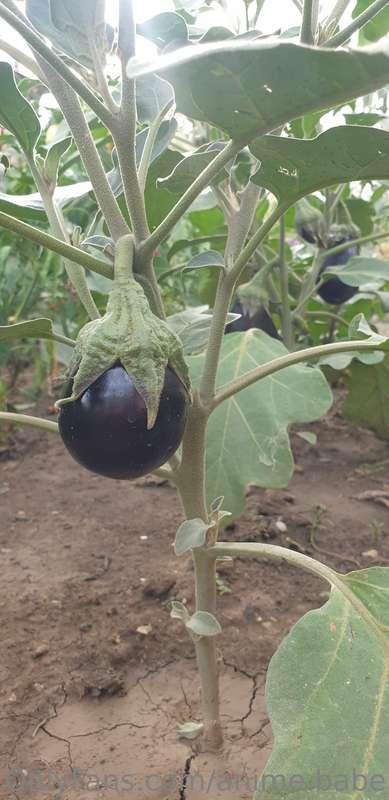 I have small 🍆 in my garden. I love it 🤍
#loveGardening
