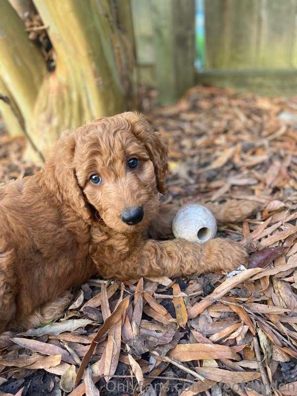 My puppy 🐶 need name suggestions