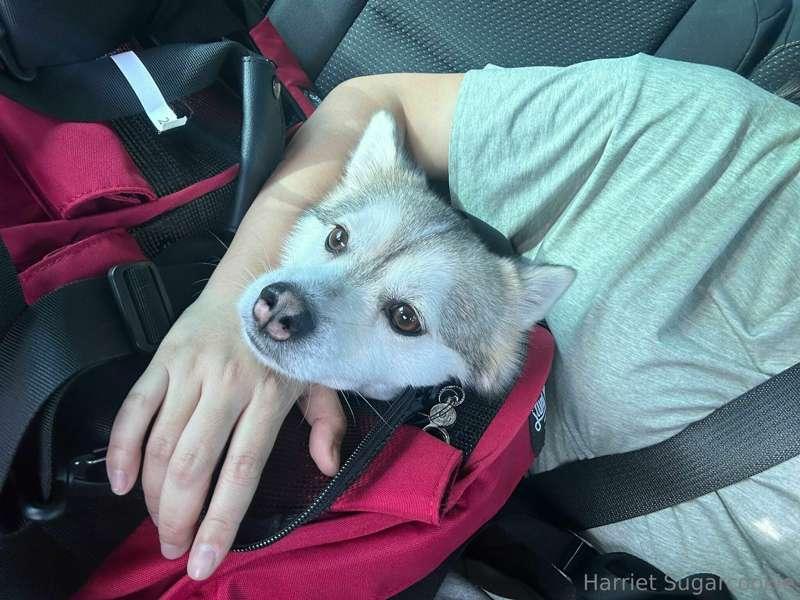 Ended up taking an Uber to the nearest Vet clinic that would..