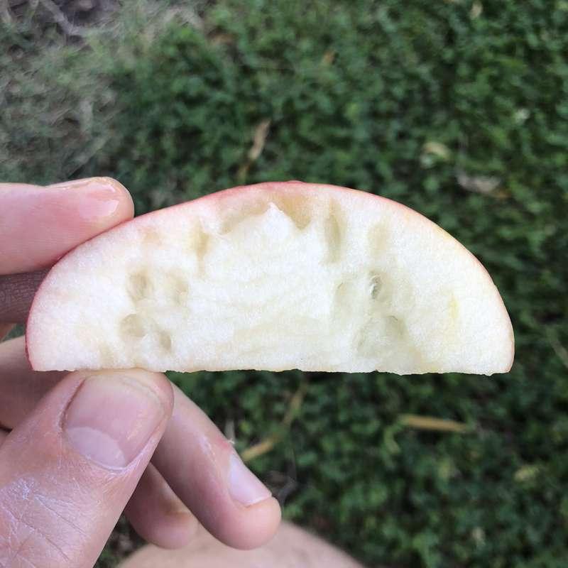Sean’s bite.