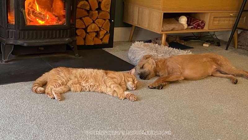 🐈 🐕 🐢
