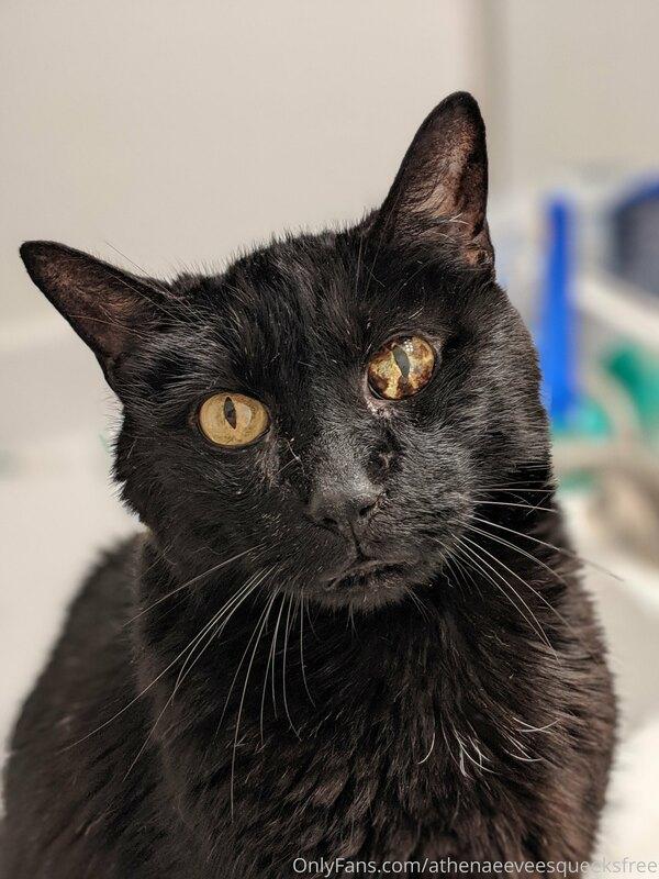 athenaeeveesqueeksfree image #7