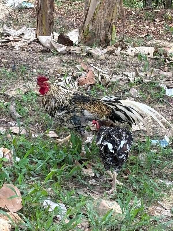 therealveggieboy image #3