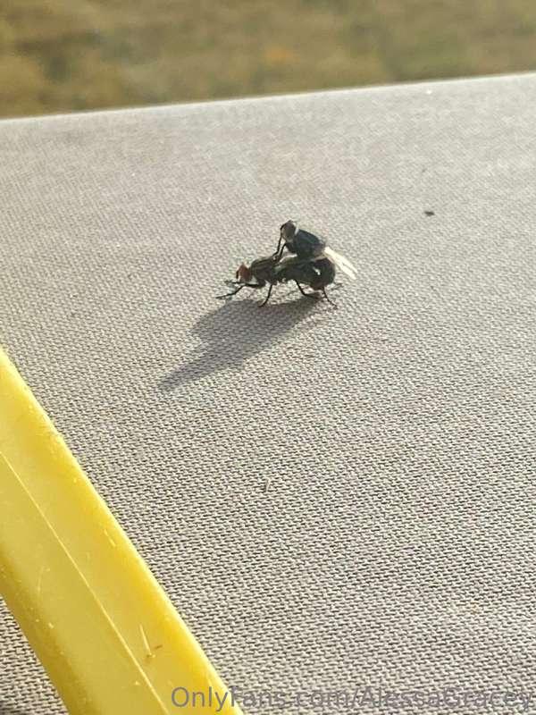 It’s a sad day when these flies get more action than me….