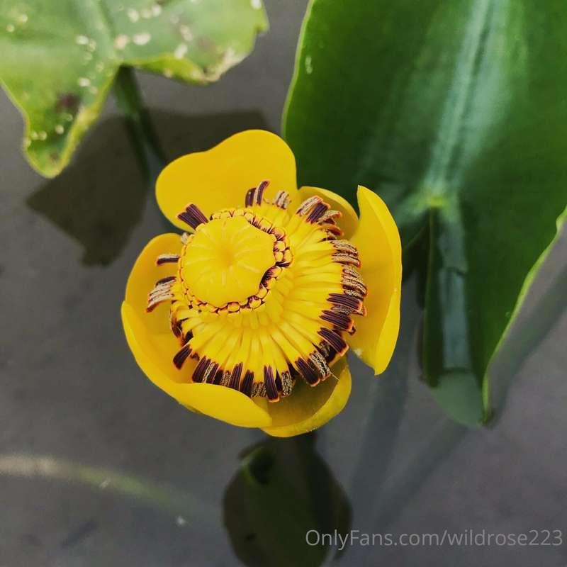 wildrose223 image #6