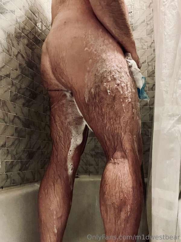 m1dwestbear image #1