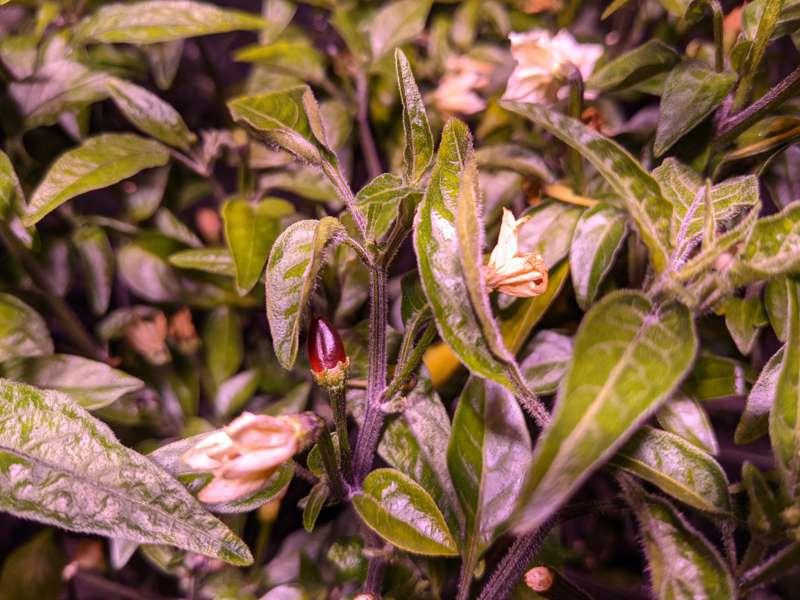 An update on my cross pepper!