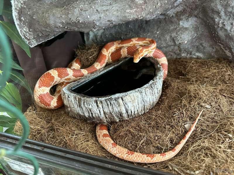 My baby 🐍😍