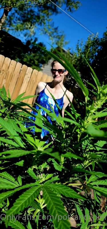 My plants are getting really big!