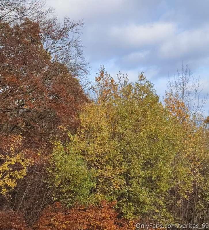 Autumn🍁🍂🌳⛅☁️🌤️😁🤩