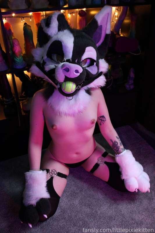 littlepixiekitten image #13