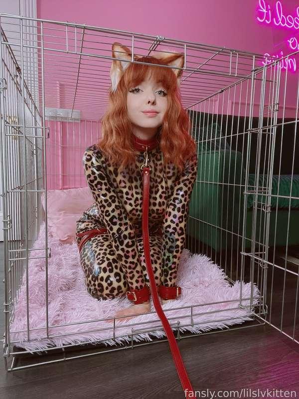lilslvkitten image #1