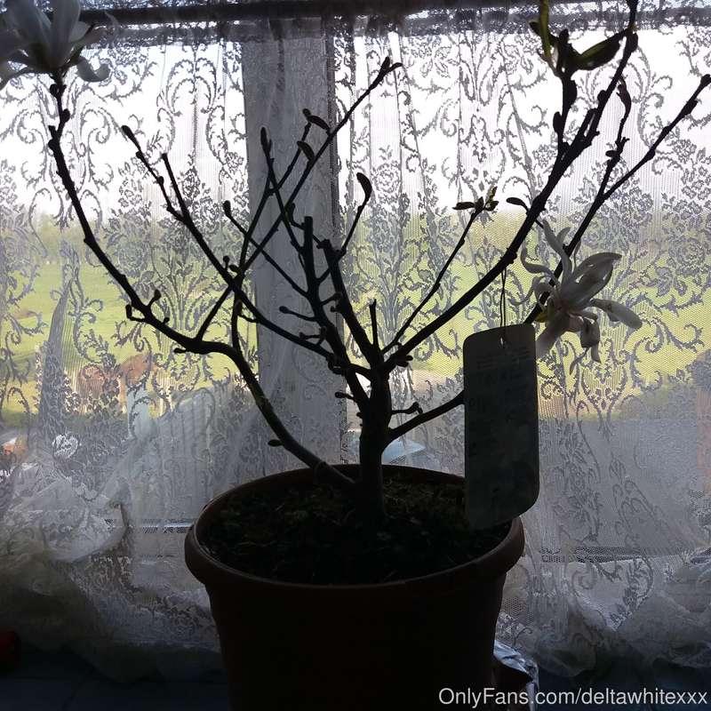 My tree for my dad xxx