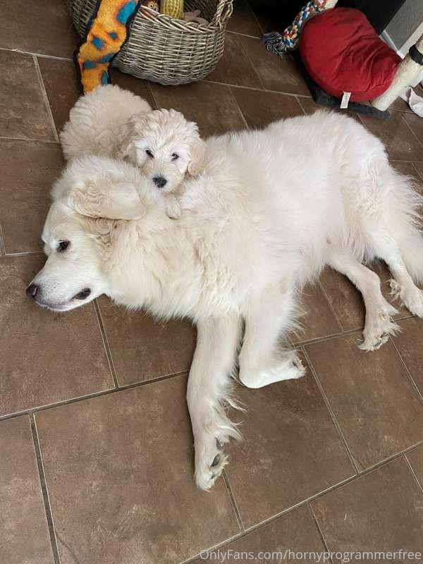 my dog had puppies & we kept one & she is such a mama’s girl