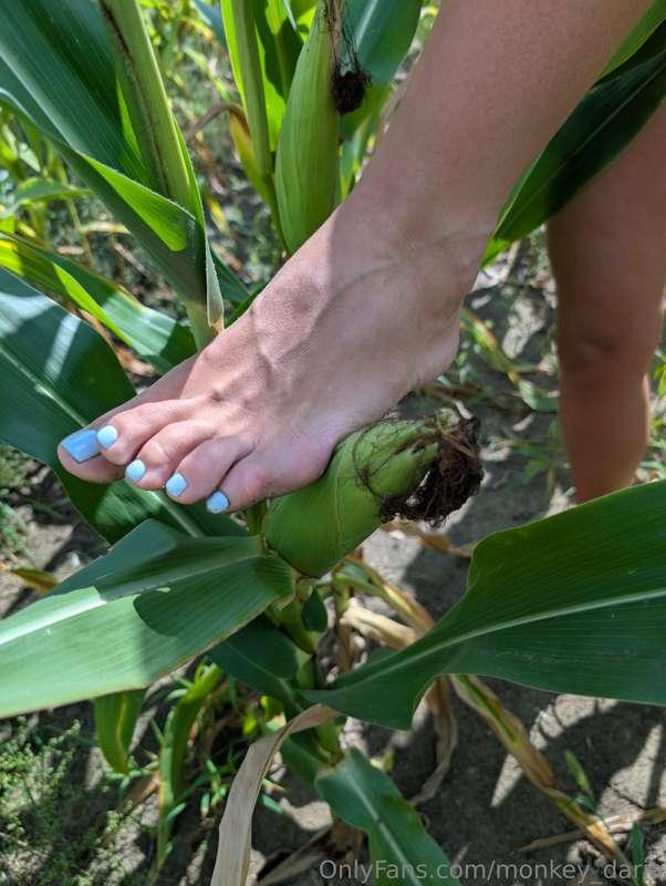 monkey_daria image #3