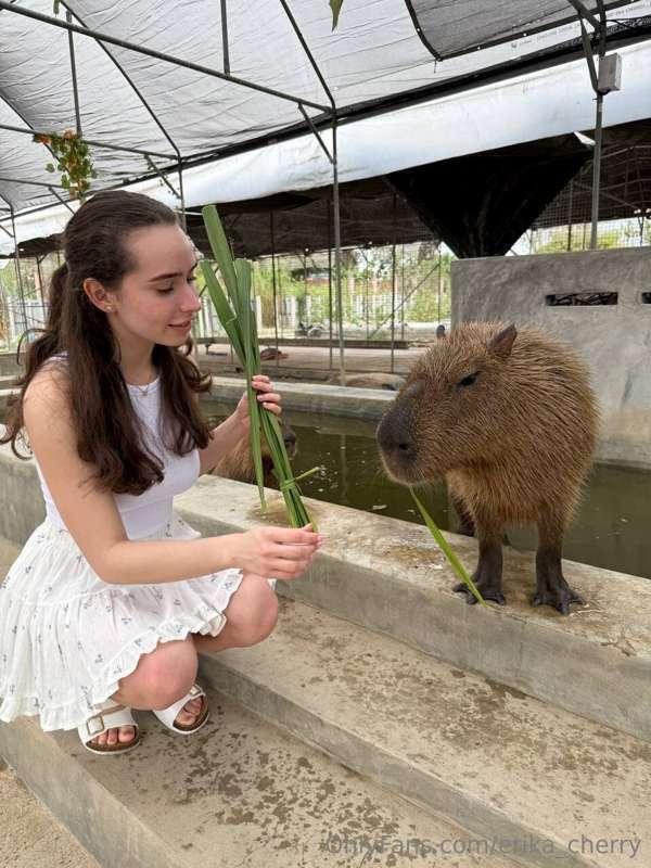 During my walk I see these charming capybaras! 🦫 They seemed..