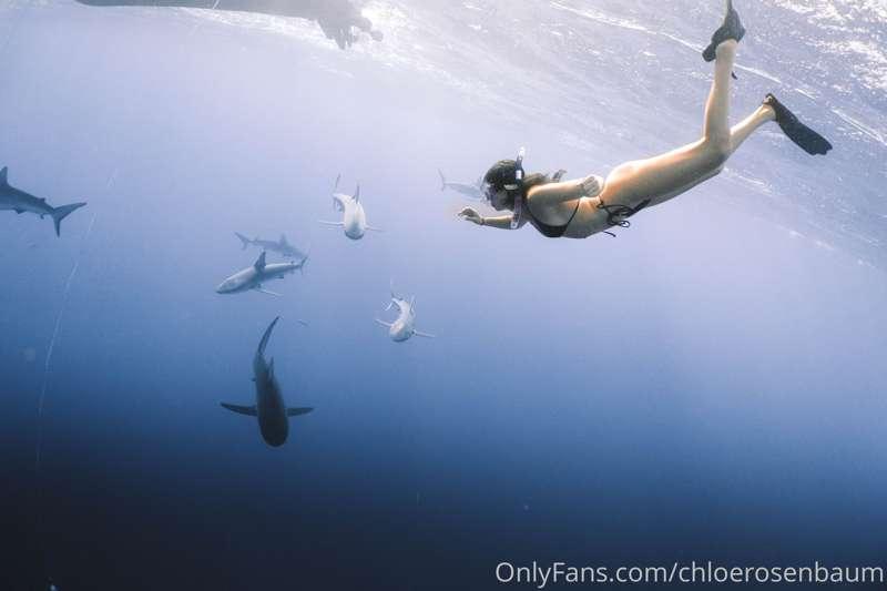 Swimming with sharks was most likely the best experience I’v..