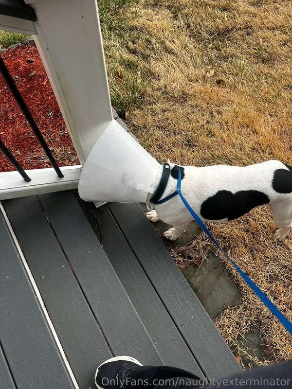 Those of you asking for an update on the dog, he is home rec..