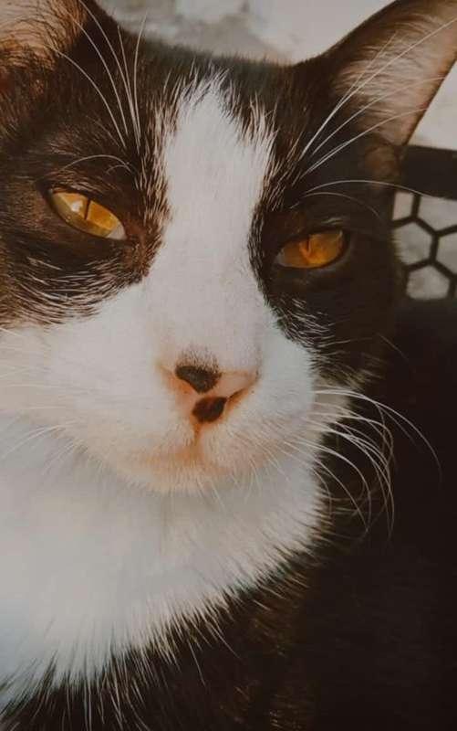 Beebo.