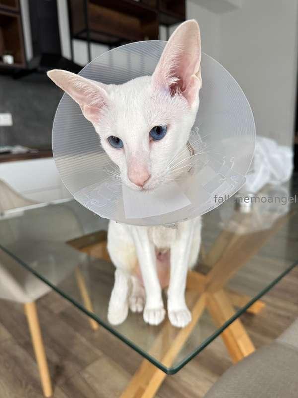 Don't look at the mess from behind!!! my cat underwent steri..