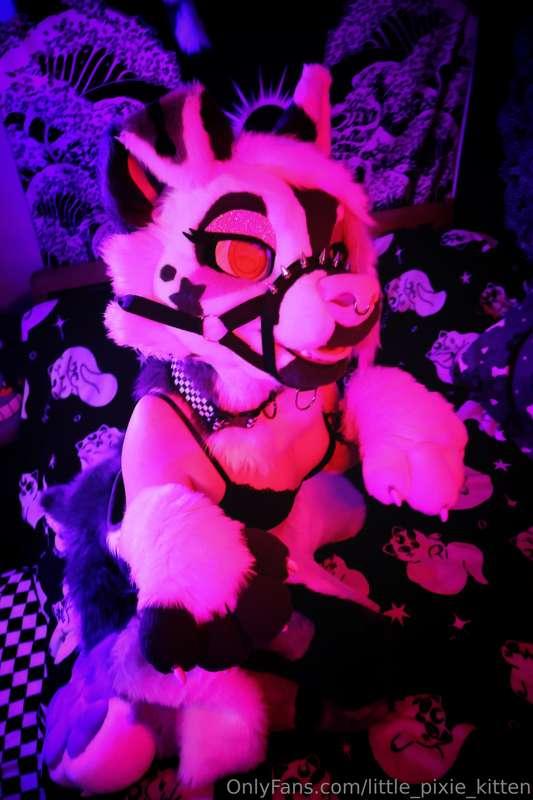 little_pixie_kitten image #4