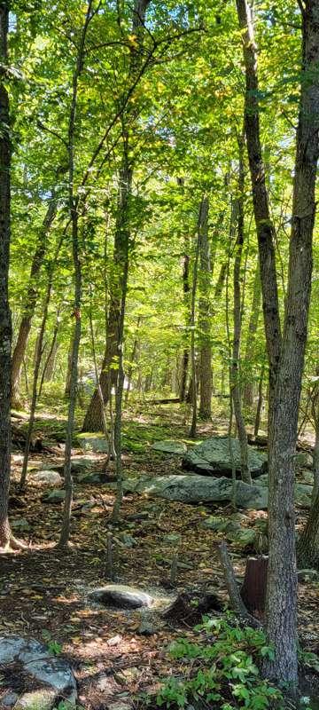 Reference shots of the woods for paintings