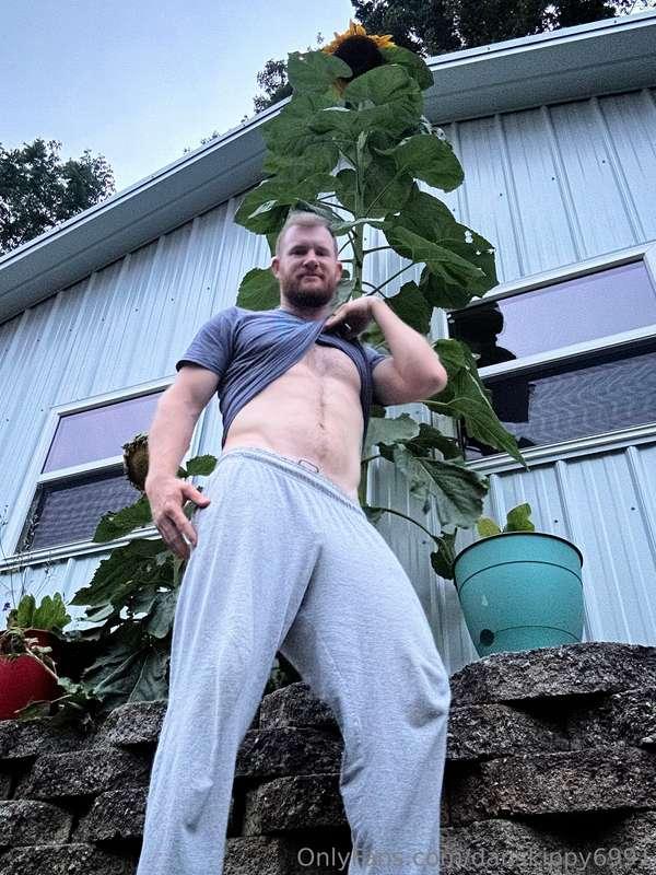 My one sunflower is big 🌻