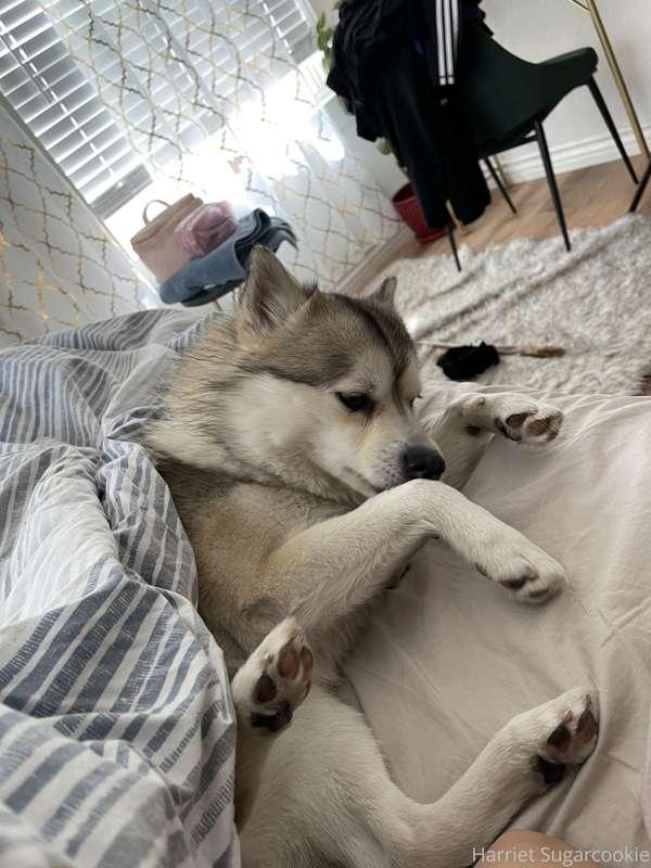Good morning from Anbu