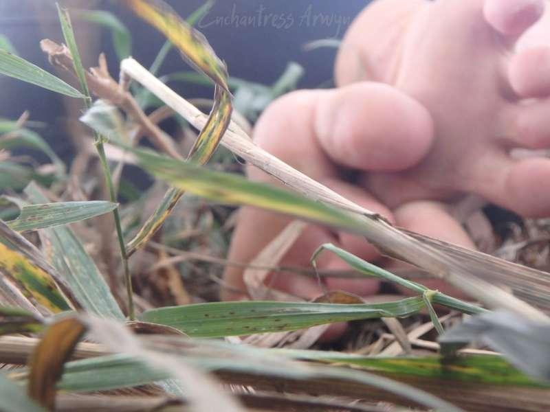 Nestled in the grass.✨ Won't you join me?