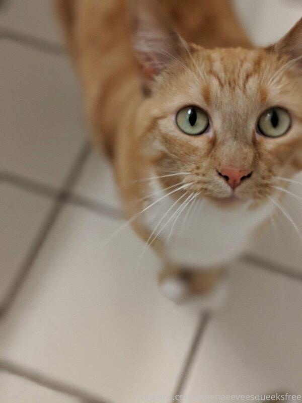 athenaeeveesqueeksfree image #5